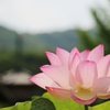 蓮