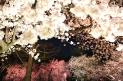 桜道