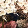 桜道