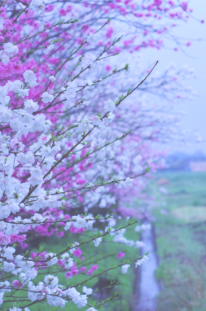 雨の花桃