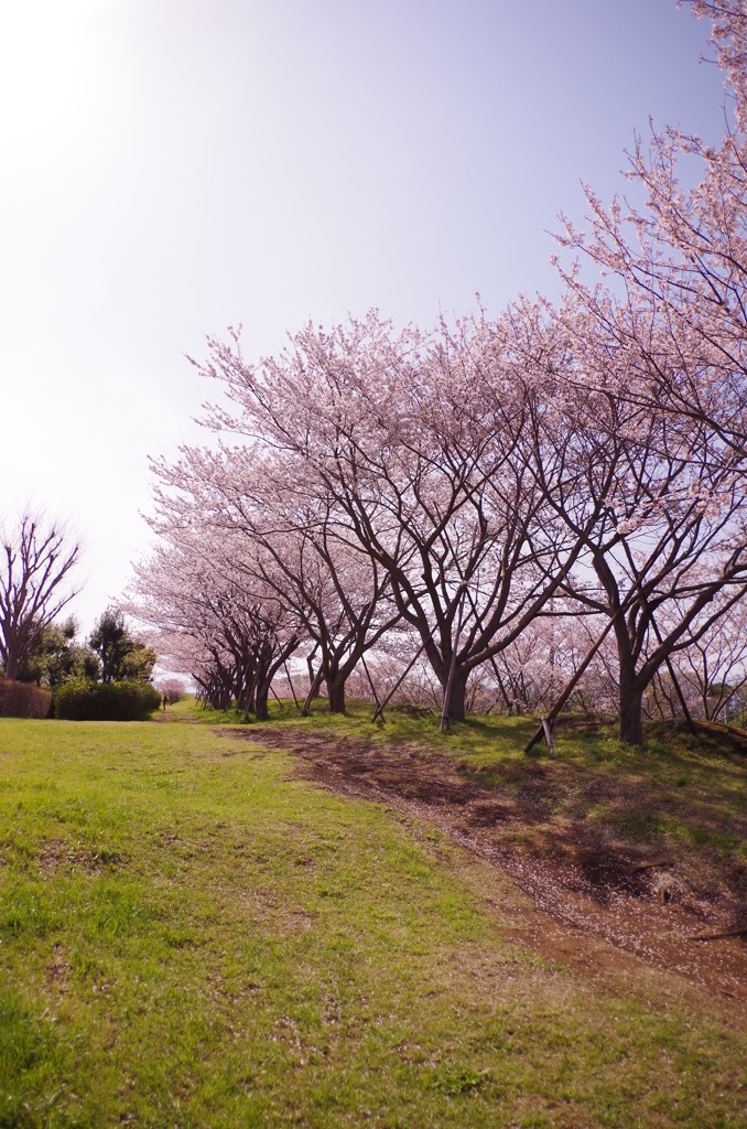 桜