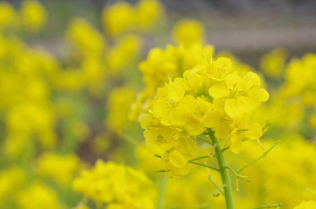 菜の花