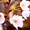 桜満開