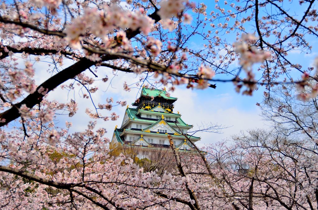 天守閣と桜