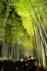 幻想の竹林