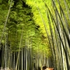 幻想の竹林