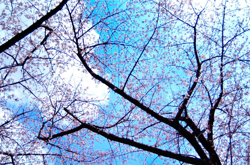 桜を見上げる