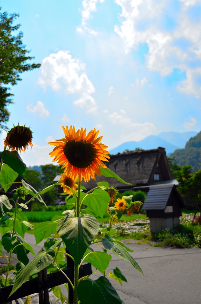 進む夏