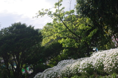伊豆四季の花公園6