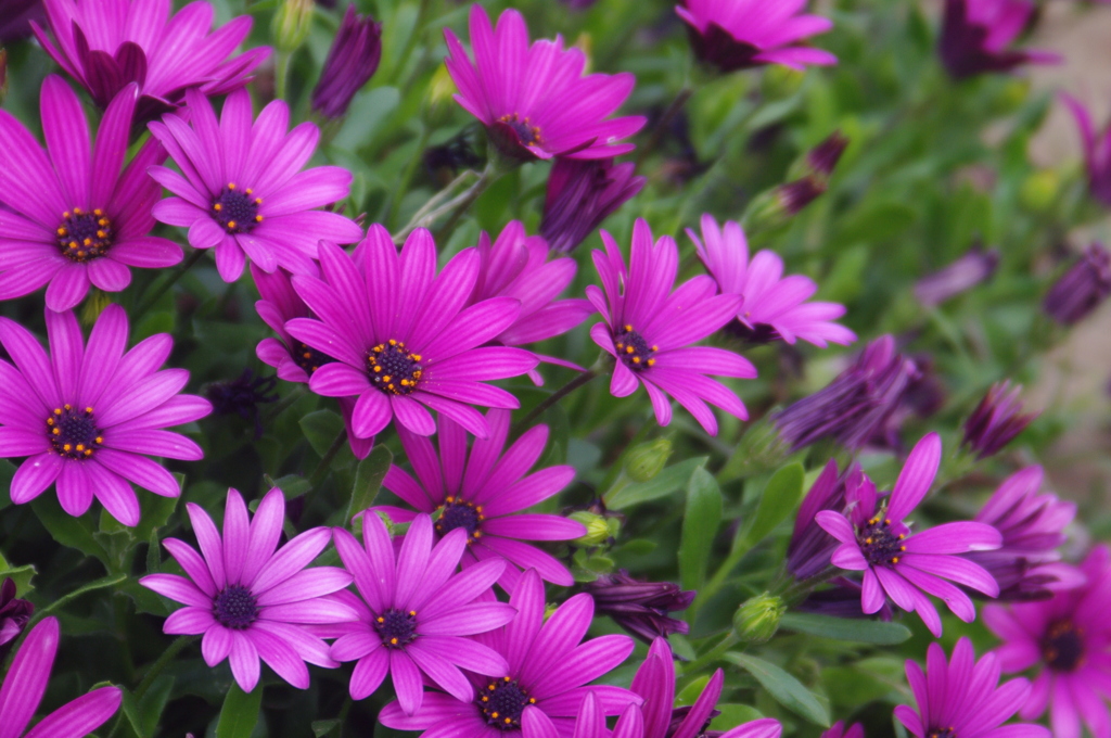 伊豆四季の花公園３