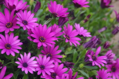 伊豆四季の花公園３