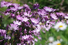 伊豆四季の花公園5