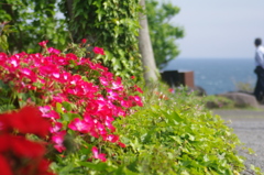 伊豆四季の花公園１