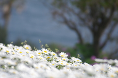 伊豆四季の花公園２
