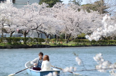 桜と恋人たち