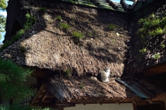 屋根の上のネコ