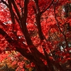 見事な紅葉