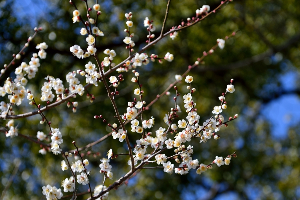 春は直ぐそこに・・・