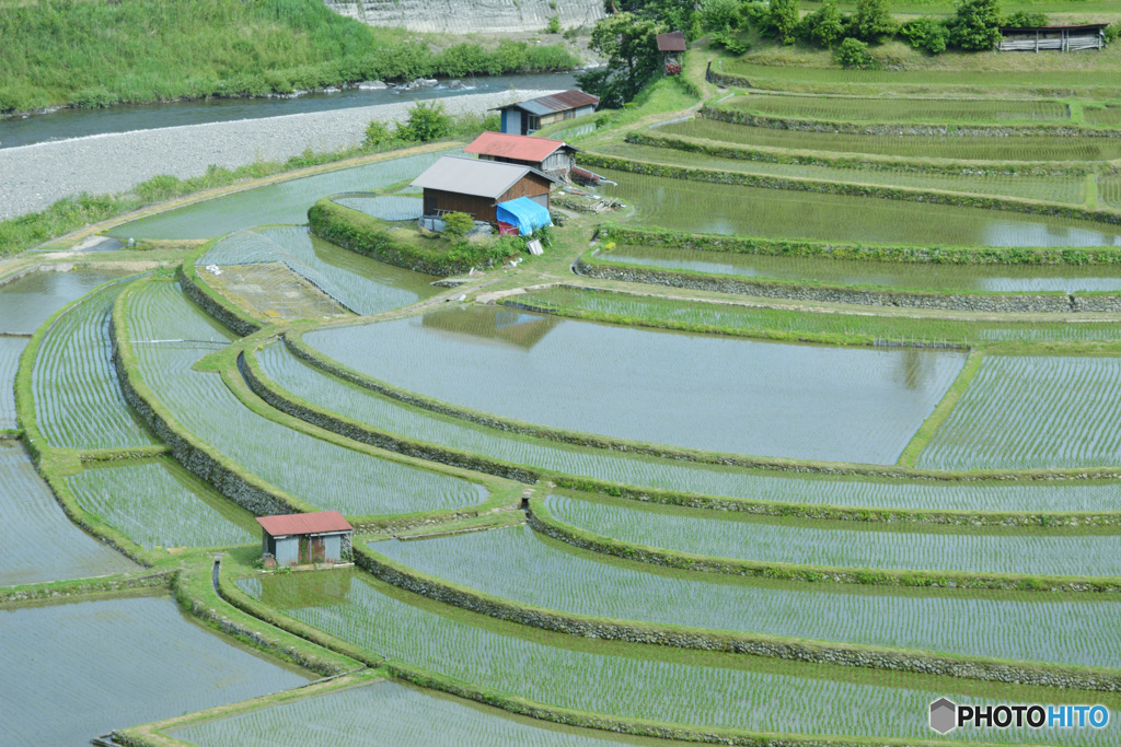 あらぎ島　田植え3