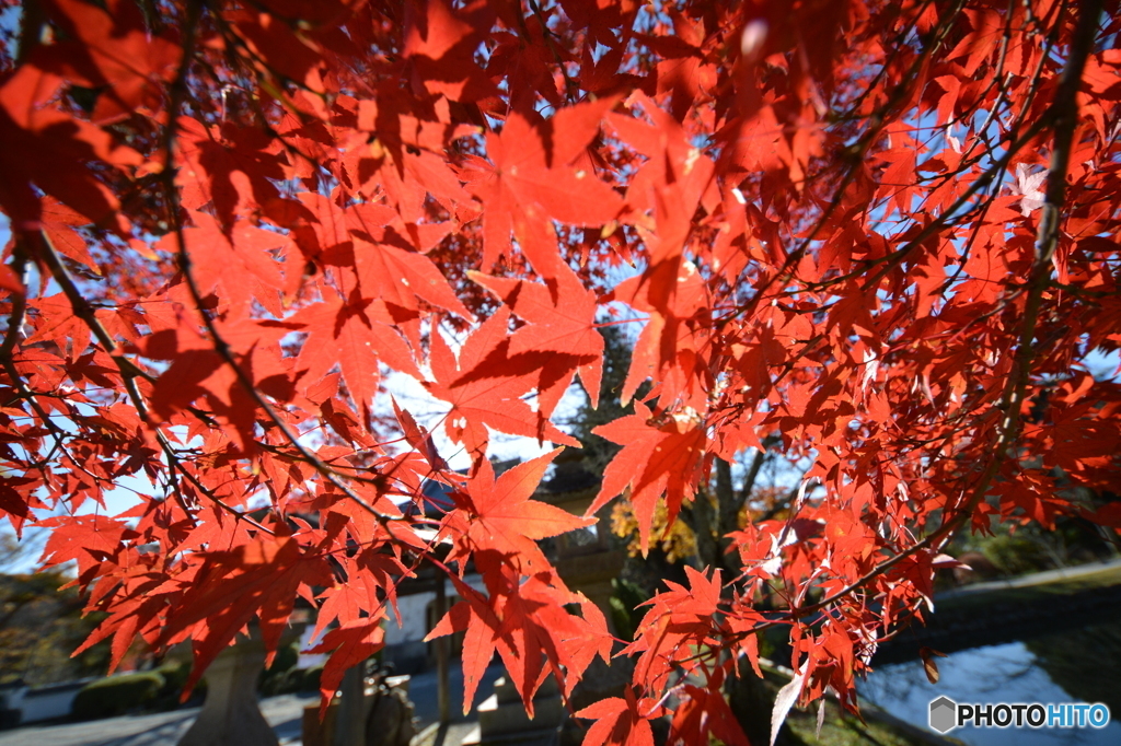 紅葉