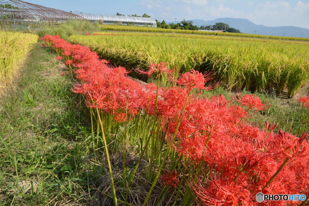 彼岸花と黄金色