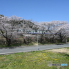 山中渓桜並木とタンポポ