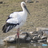 コウノトリが来た3