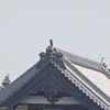 60倍　1440mm相当
