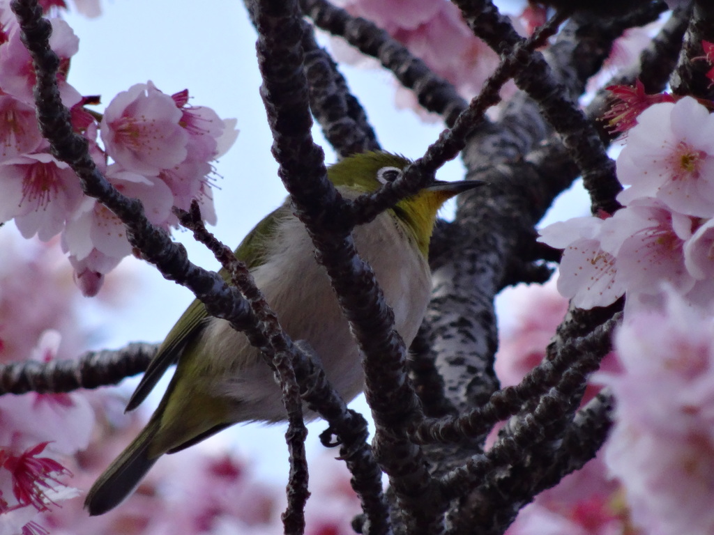 緋寒桜の枝で戯れるメジロ