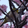 緋寒桜の枝で戯れるメジロ