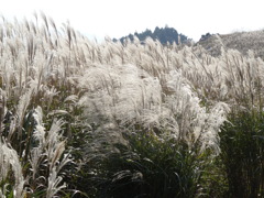 生石高原のススキ