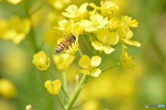 ミツバチの楽園２