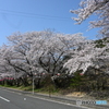 山中渓桜並木1
