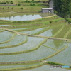 あらぎ島　田植え2