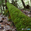 苔生える