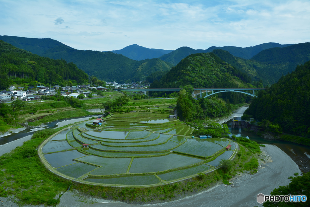 あらぎ島　田植え１