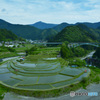 あらぎ島　田植え１