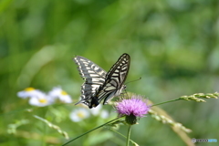 アゲハチョウ