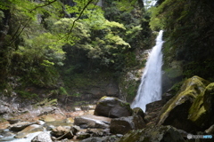 新緑と笹の滝１