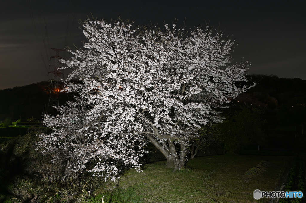 夜桜2