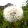 たんぽぽ
