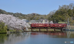 貴志川線　うめぼし電車