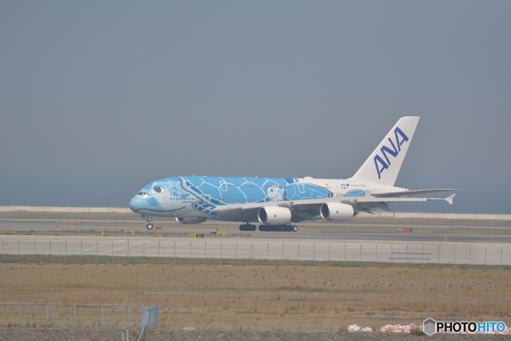 フライング・ホヌ　関空着陸