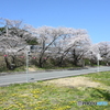 山中渓桜並木2