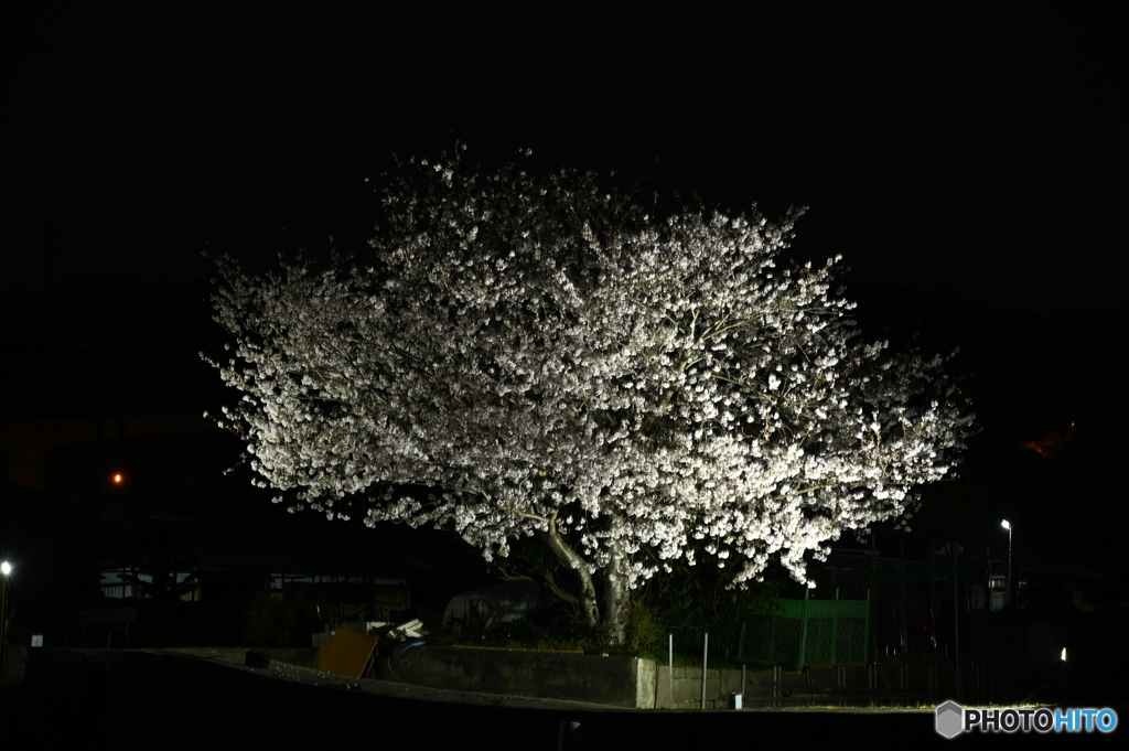 夜桜1