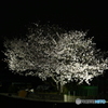 夜桜1