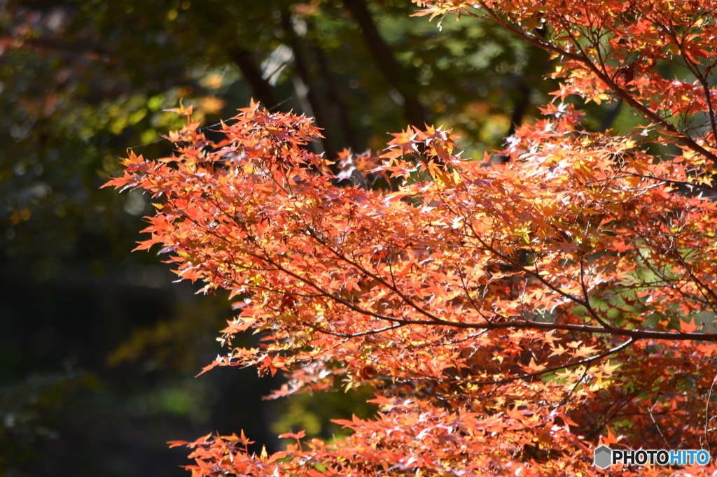 紅葉