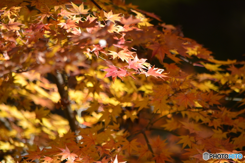 紅葉