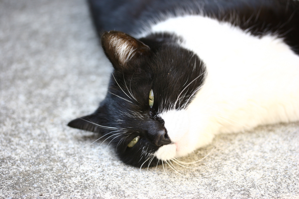 にっぽりねこ。