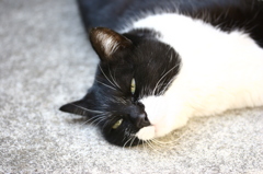 にっぽりねこ。